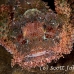 scorpionfish_tasseled_dae_ni_h_0294_egy0772.jpg
